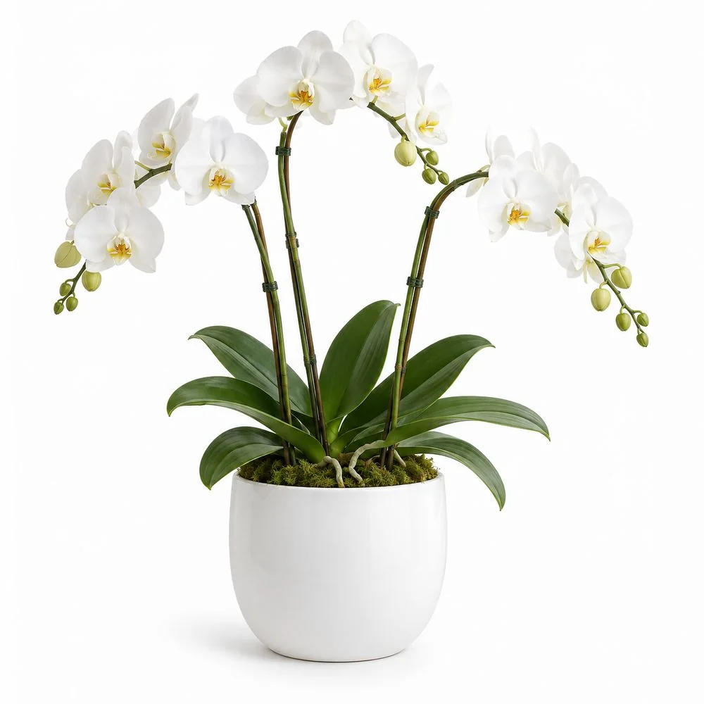 Lan hồ điệp 3 cành